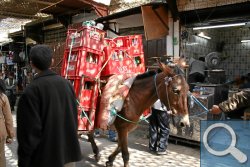 Cola-Pferd in den Gassen von Fes