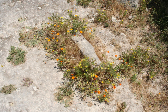 Volubilis