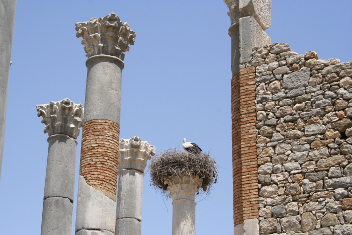 Volubilis