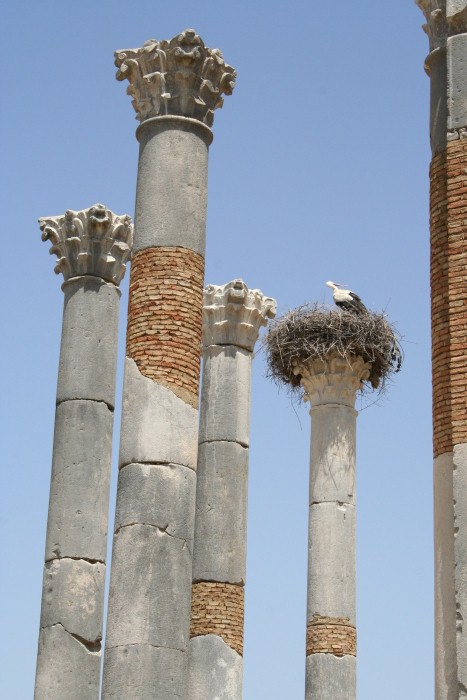 Volubilis