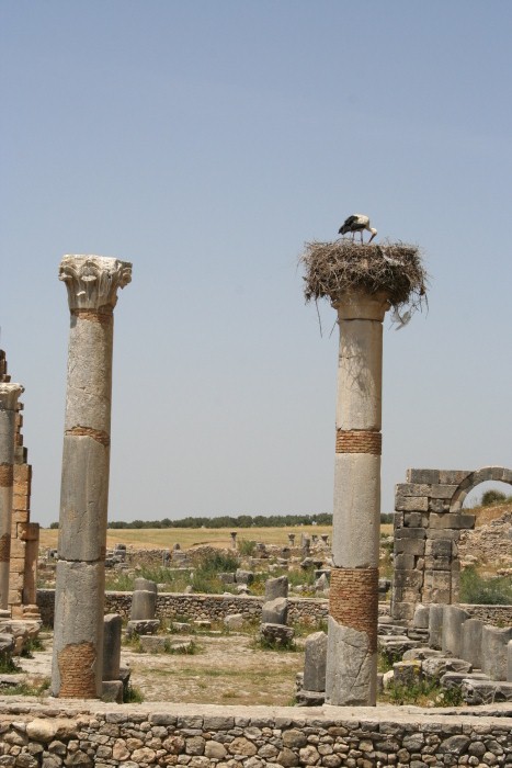 Volubilis