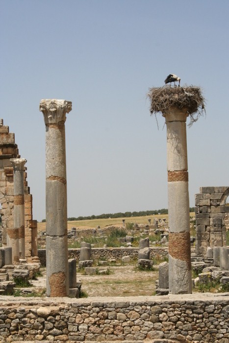 Volubilis