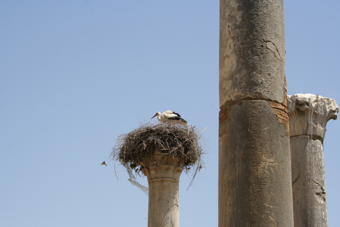 Volubilis