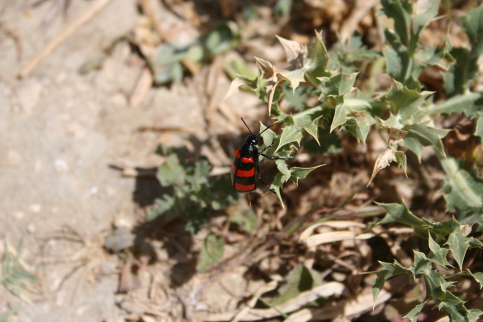 Volubilis